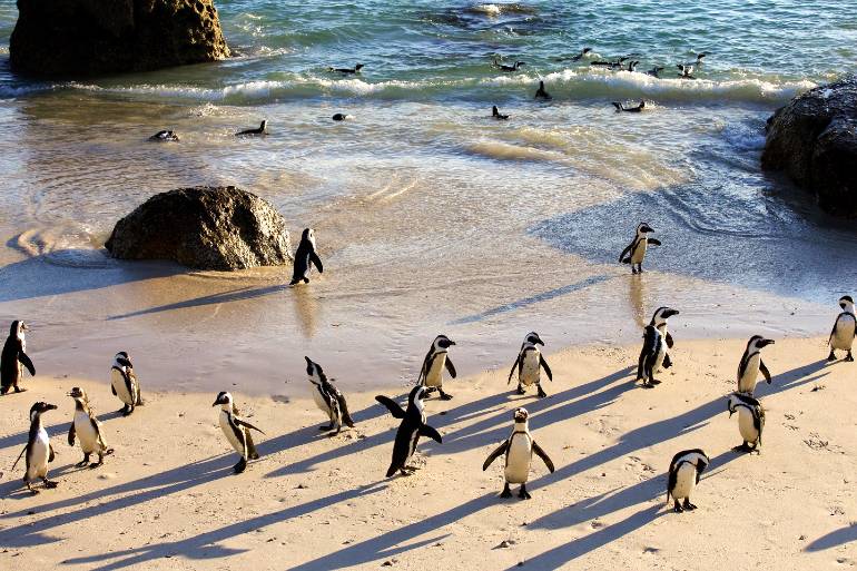Explora algo de la vida marina y salvaje del Cabo