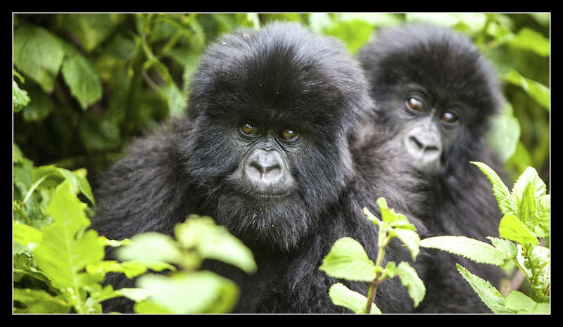 Parque Nacional Mgahinga Gorilla - uganda gorilas