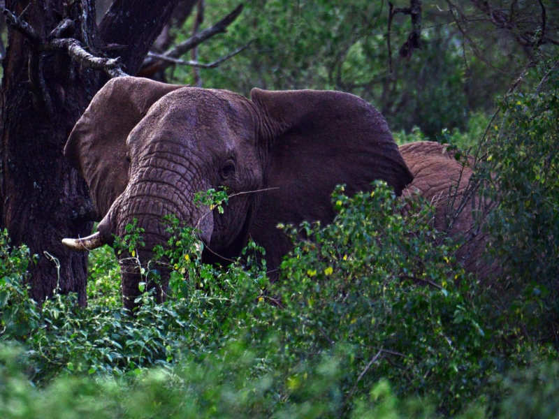 Santuario de elefantes de Babile - visitar etiopia