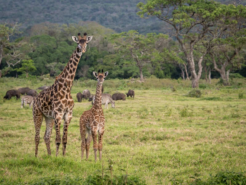 Parque Nacional Arusha - que hacer en tanzania