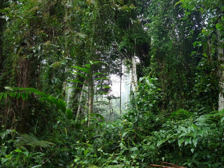 Campo-Ma’an-National-Park-que-ver-en-camerun