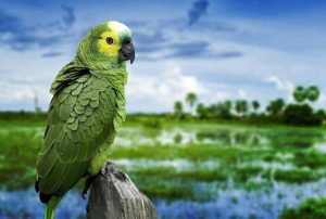 10 Mejores Lugares que Ver en Manaus, Brasil