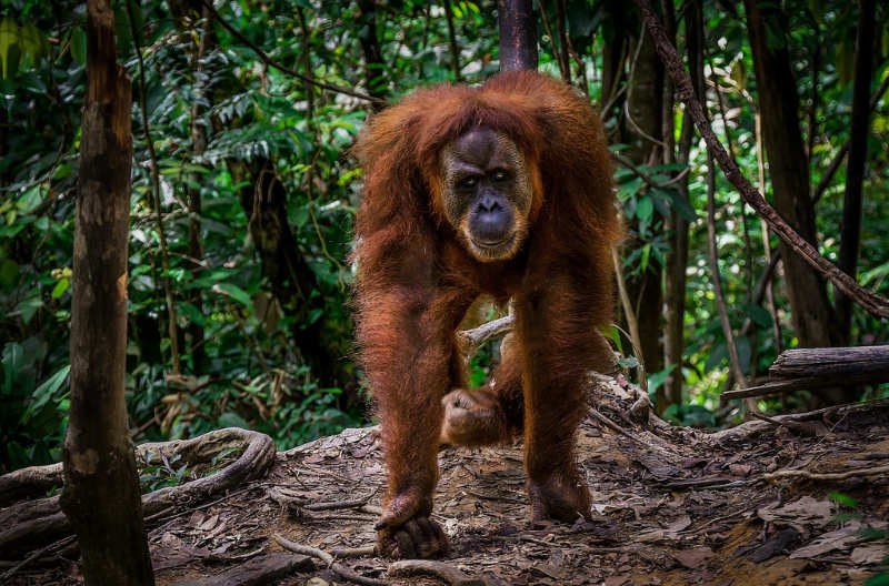 Bukit Lawang - que ver en sumatra