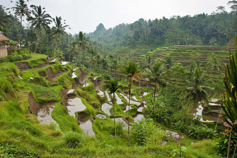 Terrazas de arroz de Tegallalang