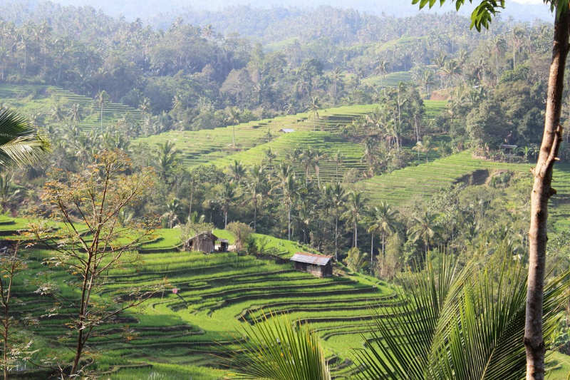arrozales de Tabanan - que ver en bali