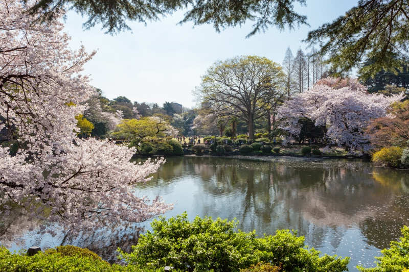 Shinjuku Gyoen National Garden - que ver y hacer en tokio