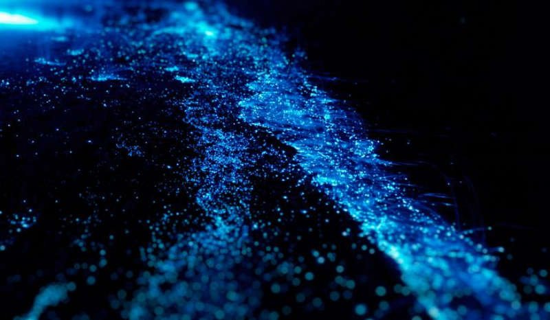 plancton-bioluminiscente-koh-lipe