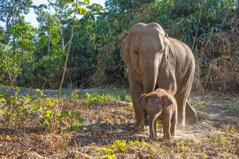 Elefantes-en-Krabi