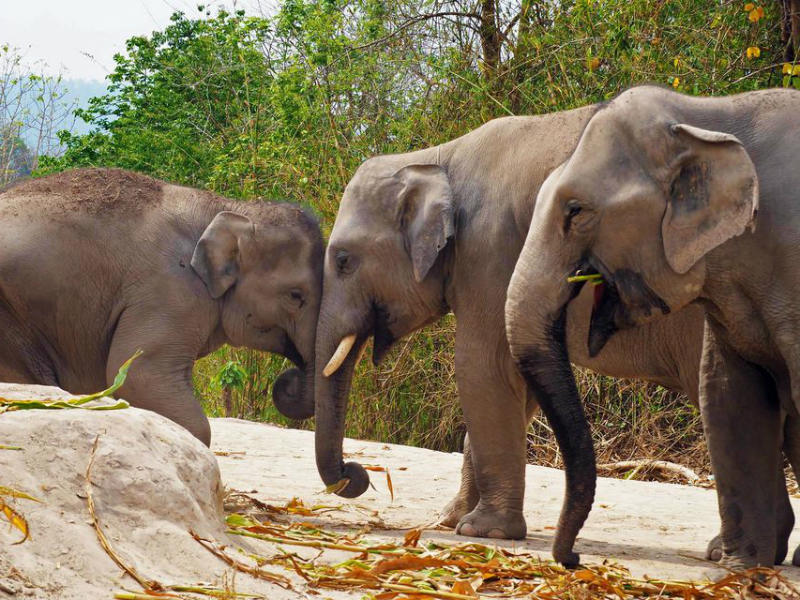 Santuario de Elefantes de Pattaya