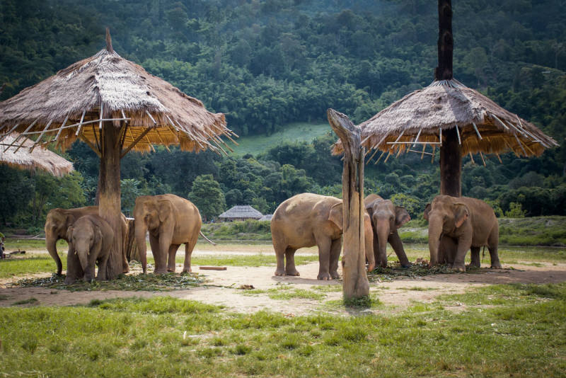 Santuario de Elefantes