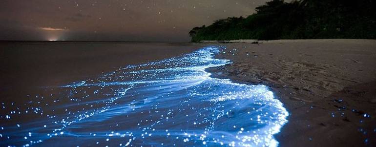 bioluminescencia en holbox