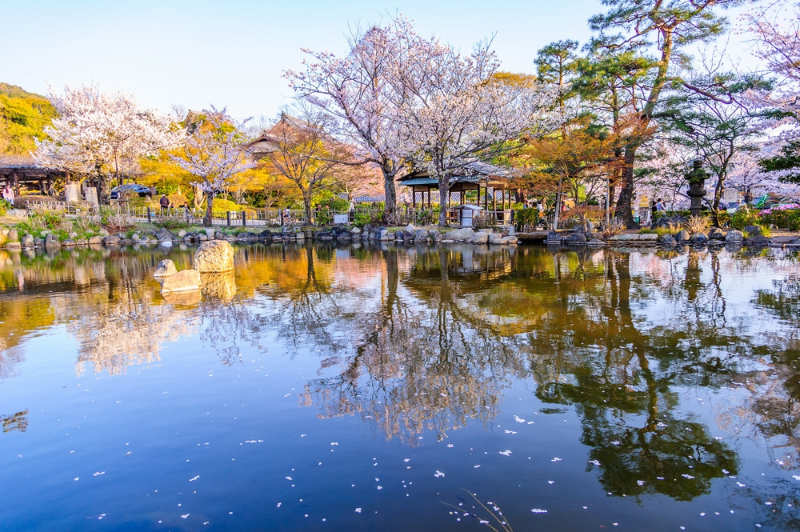parque Maruyama - que ver en Kioto